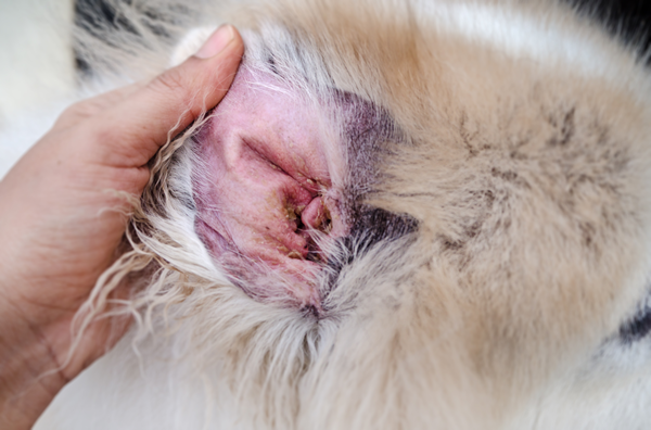 A picture of an infected dogs ear, caring for your dog, ear cleaning