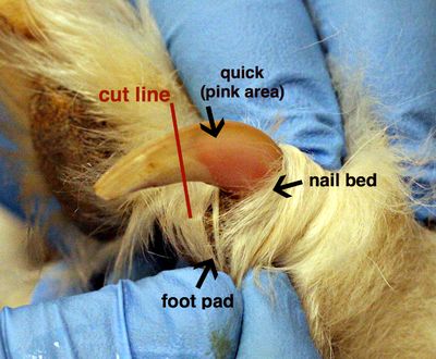 A Picture showing where to clip a doge nail. A white dog nail showing the blood vein clearly/quick. caring for your dog, Nail trimming for dogs