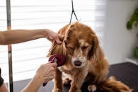 A close-up of a Cocker Spaniel receiving grooming care indoors. How to brush your dog, caring for your dog between groomings